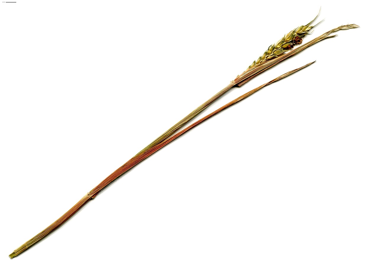 Triticum aestivum subsp. aestivum (Poaceae)